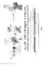 Fig. 08 - Synthetic gene clusters