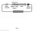 Fig. 59 - Synthetic gene clusters