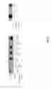 Fig. 87 - Synthetic gene clusters