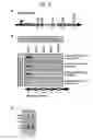 Fig. 07 - COMPOSITIONS AND METHODS FOR IDENTIFYING ENDOGENOUS DNA-DNA INTERACTIONS