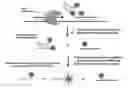 Fig. 01 - Methods for performing multiplexed real-time PCR