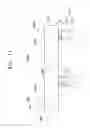 Fig. 15 - Photomask including transfer patterns for reducing a thermal stress