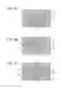 Fig. 03 - Directional coupling communication apparatus