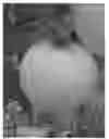 Fig. 01 - Apple tree named ‘MAIA7’