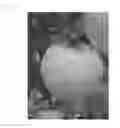 Fig. 04 - Apple tree named ‘MAIA7’