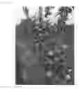 Fig. 05 - Apple tree named ‘MAIA7’