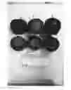 Fig. 01 - Apple Tree Named 'Gala Surf'