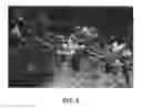 Fig. 04 - Apple Tree Named 'Alpigala'