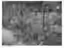 Fig. 01 - Apple tree named ‘MAIA11’