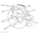 Fig. 01 - ROLLED PILLOW