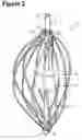Fig. 03 - Disposable combined squeezer/stirrer/dispenser/brewer device
