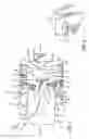 Fig. 02 - Self ligating orthodontic bracket with coplanar spring