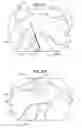 Fig. 07 - Safe sleeve gastrectomy