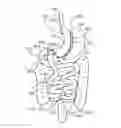 Fig. 01 - Safe sleeve gastrectomy and intestinal switch