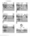 Fig. 01 - Methods for treating hemolytic diseases and sickle cell disease