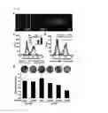Fig. 23 - INTRACELLULAR DELIVERY SYSTEM AND METHODS