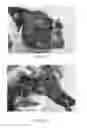 Fig. 04 - MACROPHAGE ACTIVATING FACTOR FOR TREATING BENIGN OR PRECANCEROUS PAPILLOMAS
