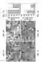 Fig. 02 - Use of CCL2 to inhibit abnormal uterine bleeding
