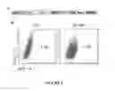 Fig. 07 - METHOD FOR ANTIGEN LOADING OF DENDRITIC CELLS AND VACCINE