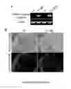 Fig. 08 - METHOD FOR ANTIGEN LOADING OF DENDRITIC CELLS AND VACCINE
