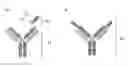 Fig. 01 - VHH constructs for diverting an immune response