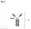 Fig. 02 - VHH constructs for diverting an immune response