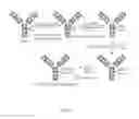 Fig. 02 - METHODS AND COMPOSITIONS FOR ENZYME-MEDIATED SITE-SPECIFIC RADIOLABELING OF GLYCOPROTEINS