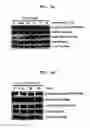 Fig. 07 - Peptide compound, production method therefor, and use thereof