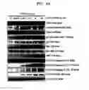 Fig. 08 - Peptide compound, production method therefor, and use thereof