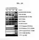 Fig. 09 - Peptide compound, production method therefor, and use thereof