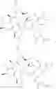 Fig. 22 - Substituted urea depsipeptide analogs as activators of the CLPP endopeptidase