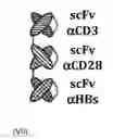 Fig. 06 - Trispecific binding molecules for treating HBV infection and associated conditions