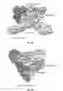 Fig. 11 - Antibody-mediated neutralization of Chikungunya virus