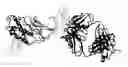 Fig. 01 - Anti-IL-12 Antibodies, Epitopes, Compositions, Methods and Uses