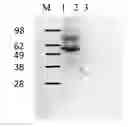 Fig. 01 - Single domain antibodies that bind to human CD20