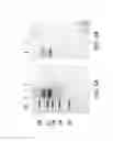 Fig. 04 - Single domain antibodies that bind to human CD20