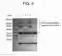 Fig. 09 - Methods for preparing antibody-drug conjugates