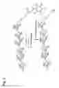 Fig. 04 - Bonding tissues and cross-linking proteins with naphthalimide compounds