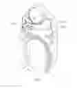 Fig. 06 - Horseshoe-shaped lock