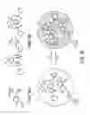 Fig. 03 - Optical painting and fluorescence-activated sorting of adherent cells