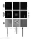 Fig. 16 - Optical painting and fluorescence-activated sorting of adherent cells