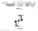 Fig. 02 - Peptide regulators of mitochondrial fusion and methods of use