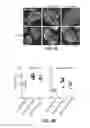 Fig. 07 - Peptide regulators of mitochondrial fusion and methods of use