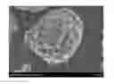 Fig. 01 - BORON-DOPED ACTIVATED CARBON MATERIAL