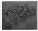 Fig. 01 - Petunia Plant Named 'DLITRDFIRE'