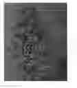 Fig. 02 - Petunia Plant Named 'DLITRDFIRE'