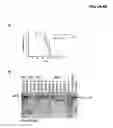 Fig. 09 - METHODS AND COMPOSITIONS RELATING TO AN EMBRYONIC STEM CELL-BASED TUMOR MODEL