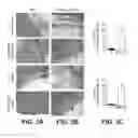 Fig. 06 - ANIMAL MODELS FOR CARDIOMYOPATHY