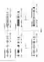 Fig. 06 - Humanized T cell co-receptor mice