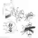 Fig. 01 - Method and device for producing electromagnetic fields that influence the nervous system of insects